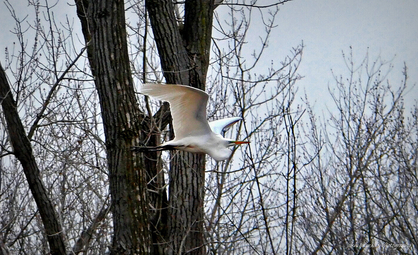 Samsung NX500 sample photo. Great white egret april 21 photography