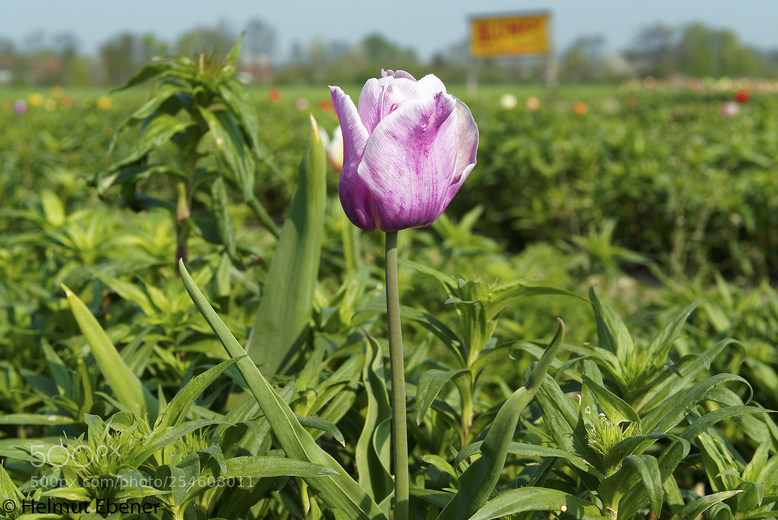 Olympus OM-D E-M5 sample photo. Sz-salder, blumen im blumenfeld photography