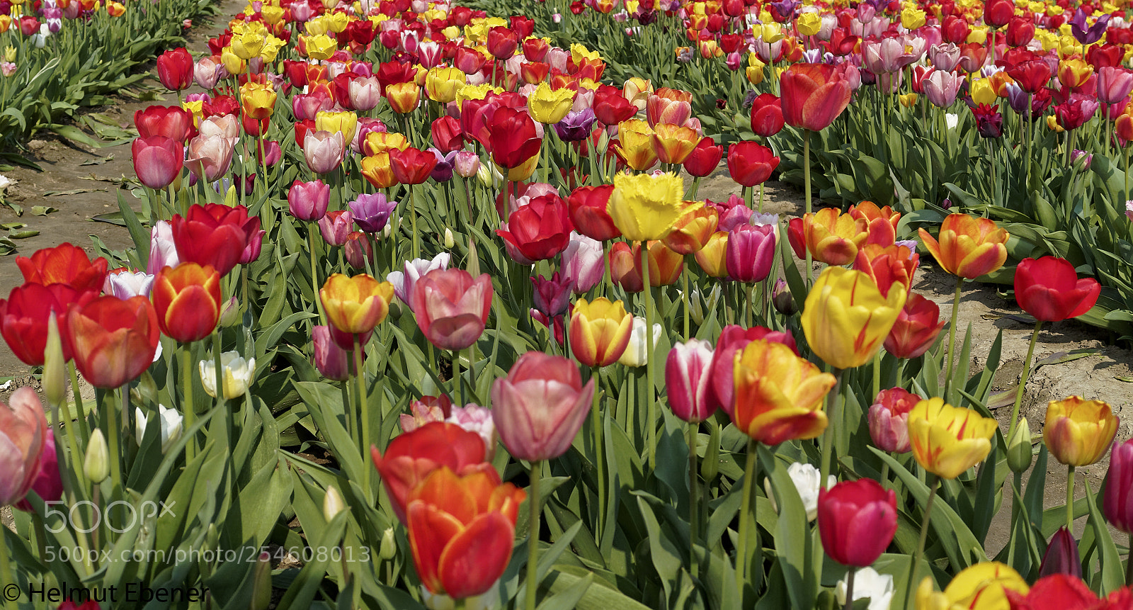 Olympus OM-D E-M5 sample photo. Sz-salder, blumen im blumenfeld photography