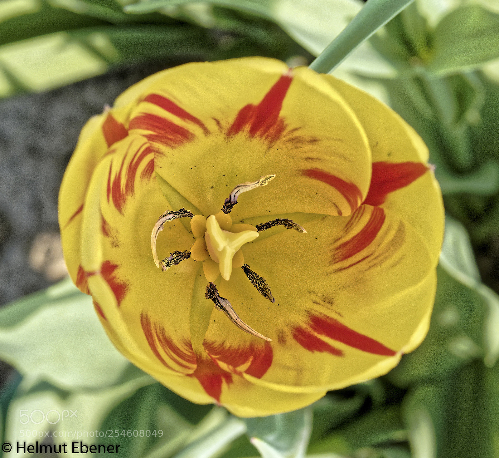 Olympus OM-D E-M5 sample photo. Sz-salder, blumen im blumenfeld photography