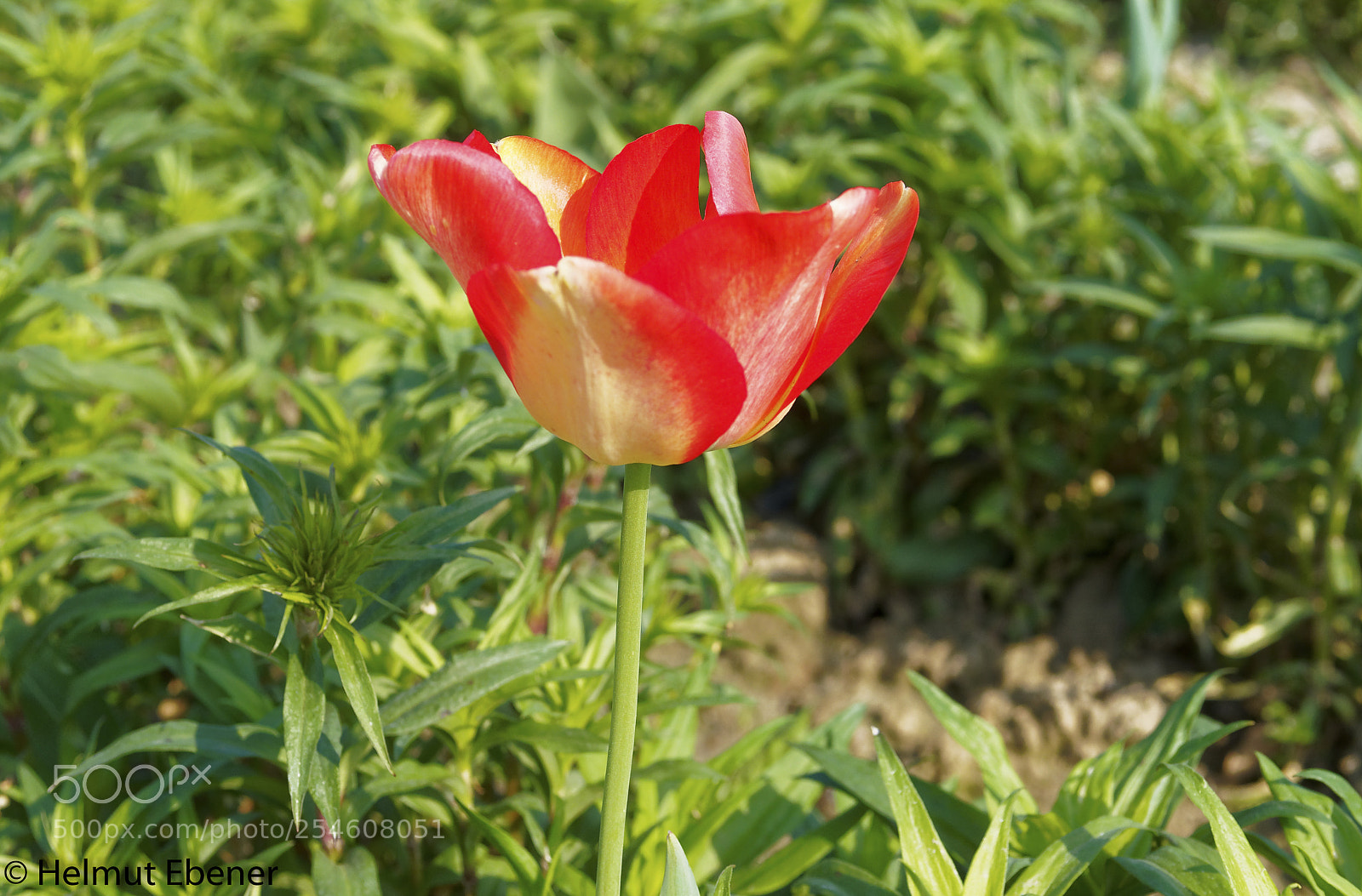 Olympus OM-D E-M5 sample photo. Sz-salder, blumen im blumenfeld photography