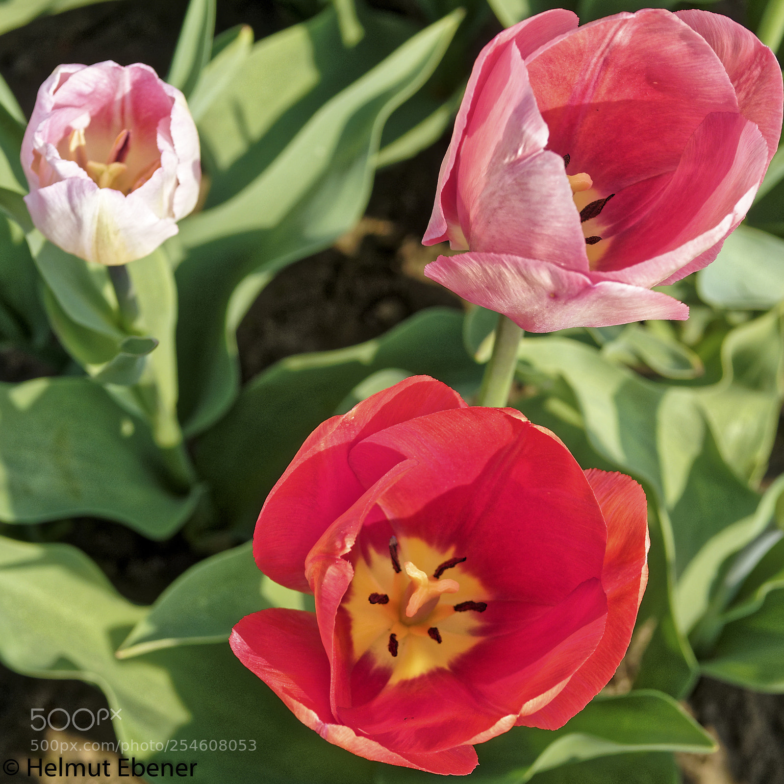 Olympus OM-D E-M5 sample photo. Sz-salder, blumen im blumenfeld photography