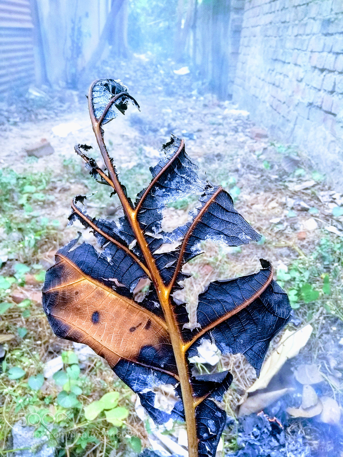Motorola Moto G (5th Gen) sample photo. Untitled photography