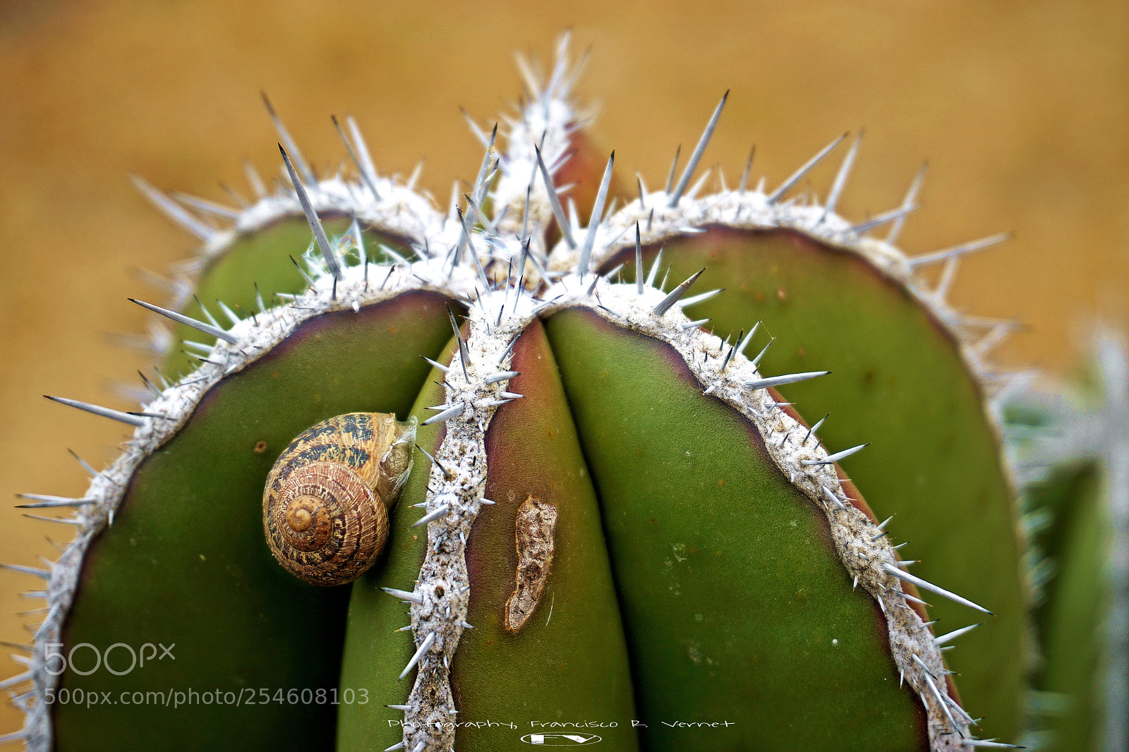 Sony a6000 sample photo. Snailing... a cacti photography