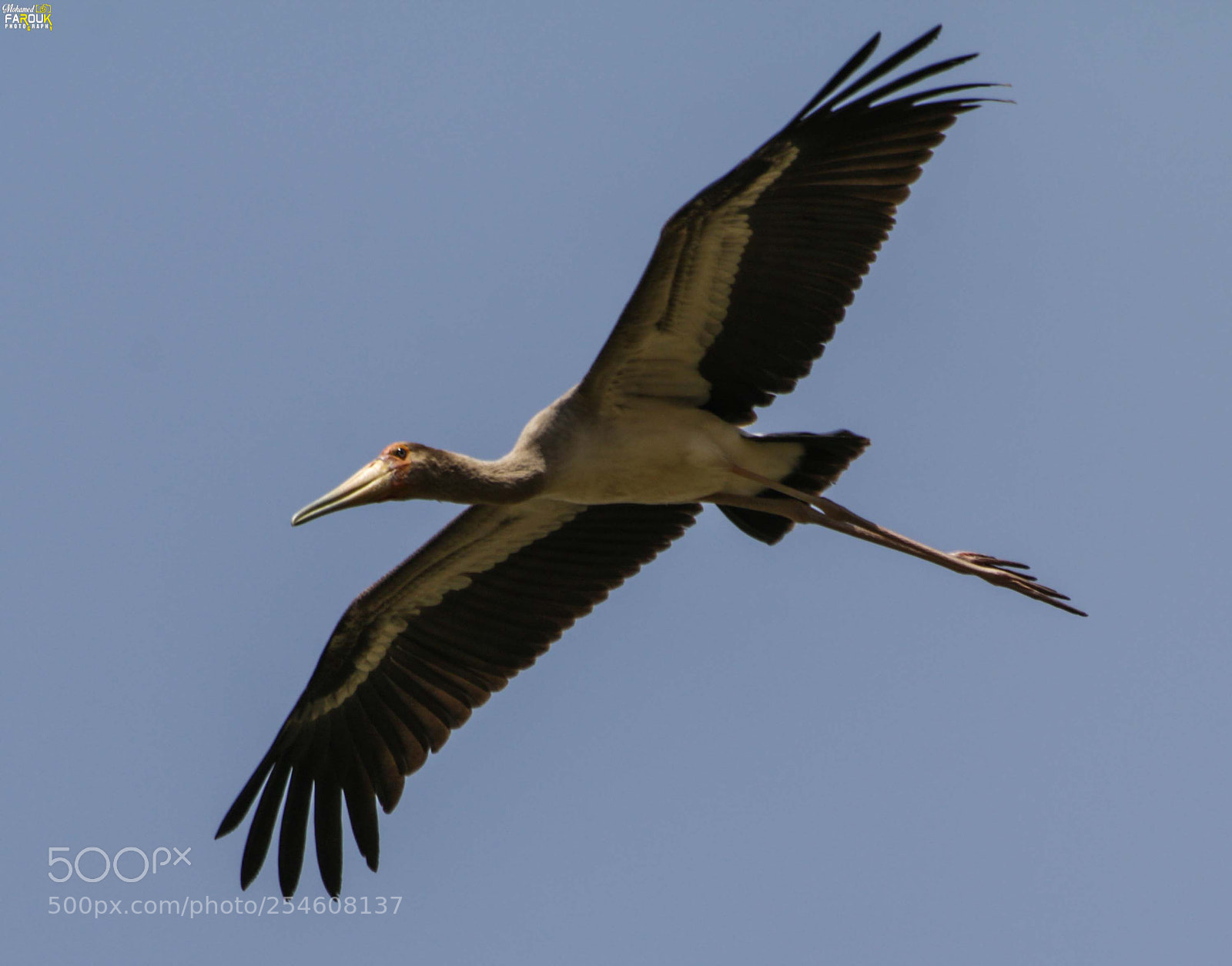 Canon EOS 70D sample photo. Storks and white stork photography
