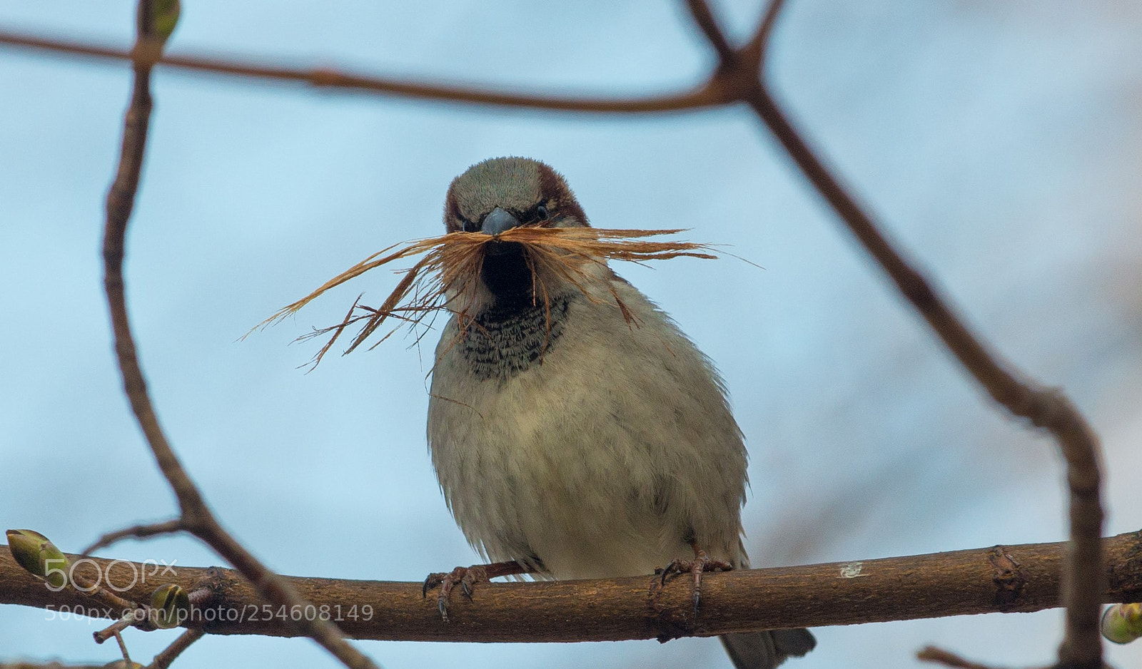 Nikon D800 sample photo. Mustachet ukrainian sparrow :) photography