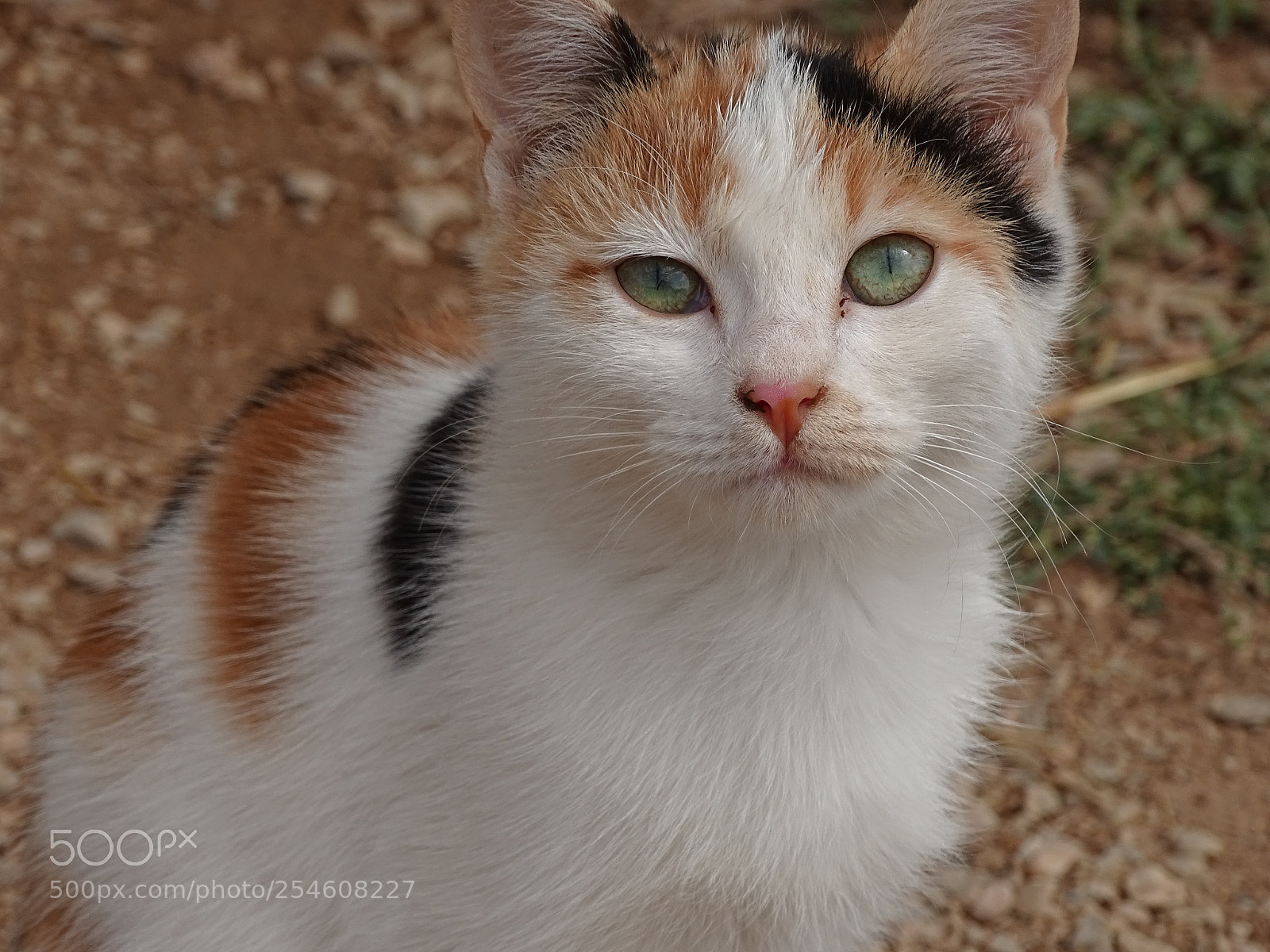 Sony Cyber-shot DSC-HX400V sample photo. Dsc photography