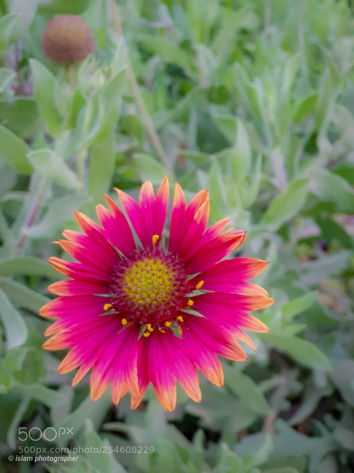 Samsung Galaxy S9+ sample photo. More photography