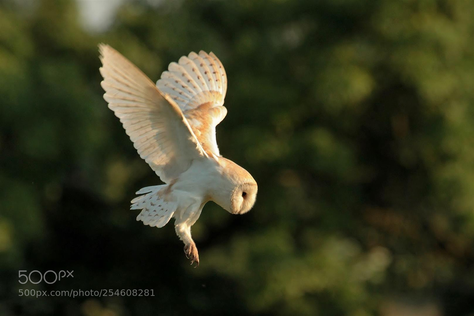 Canon EOS 1100D (EOS Rebel T3 / EOS Kiss X50) sample photo. Barn owl dropping in photography