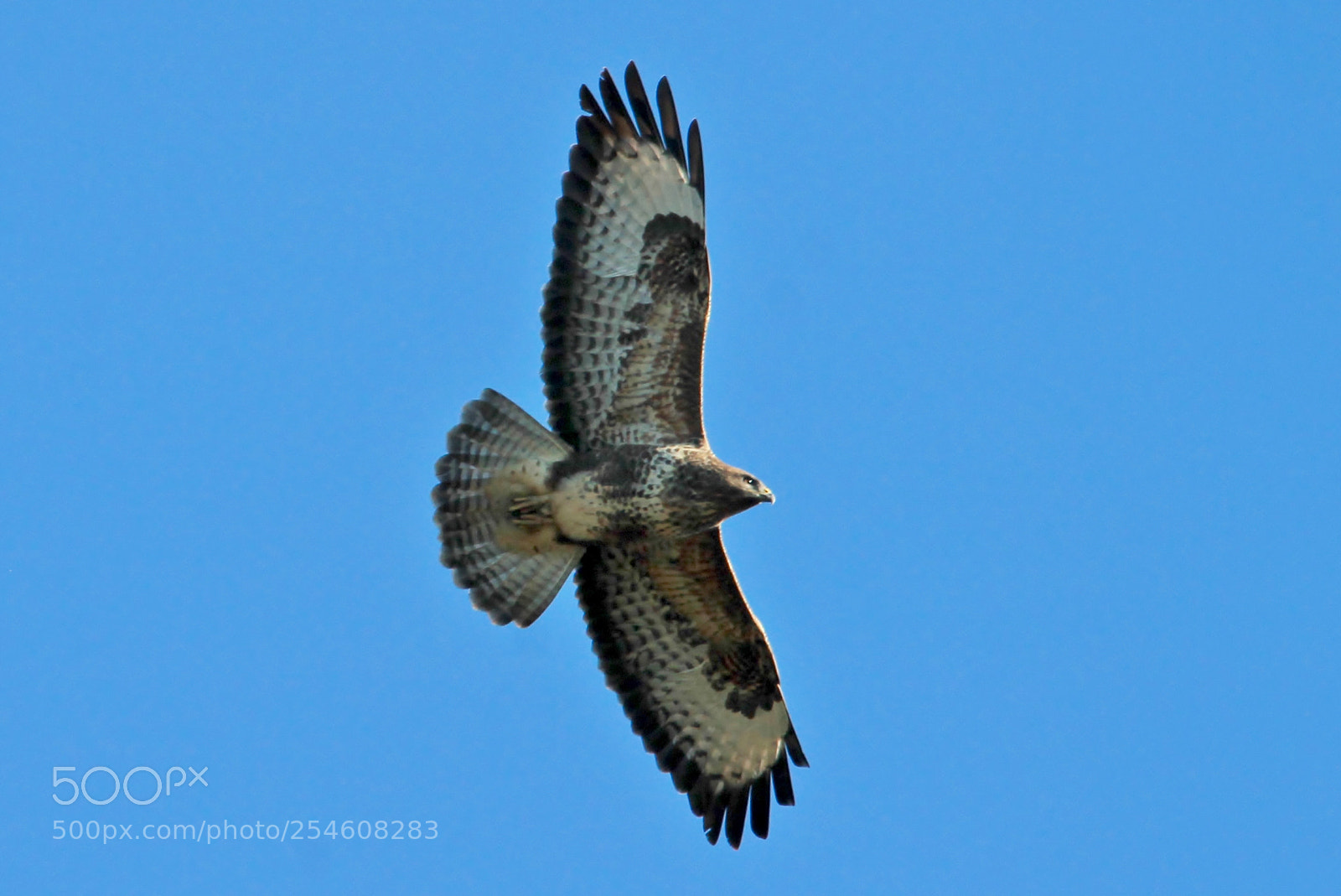 Canon EOS 1100D (EOS Rebel T3 / EOS Kiss X50) sample photo. Buzzard photography