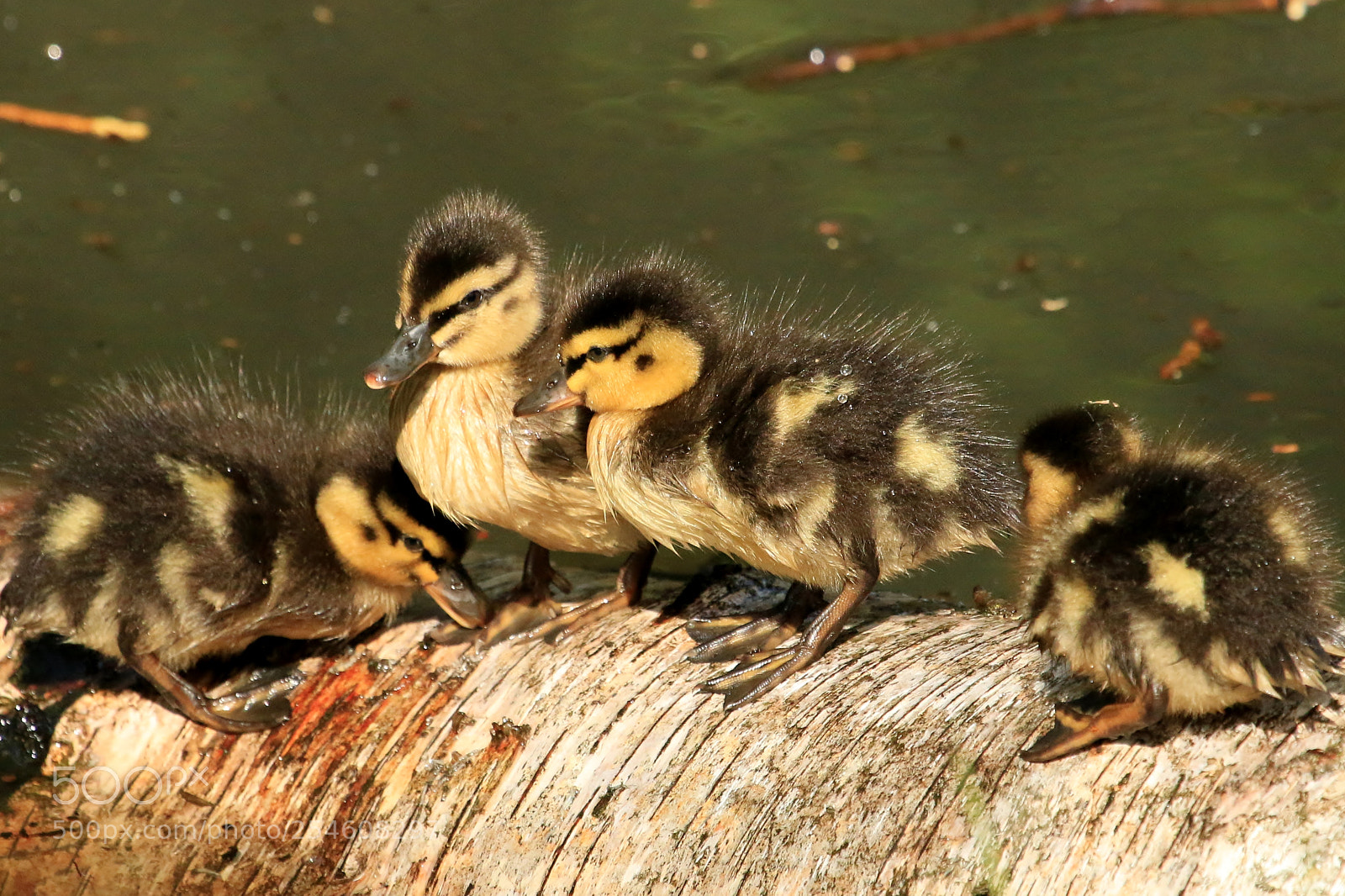 Canon EOS 70D sample photo. Around the water cooler photography