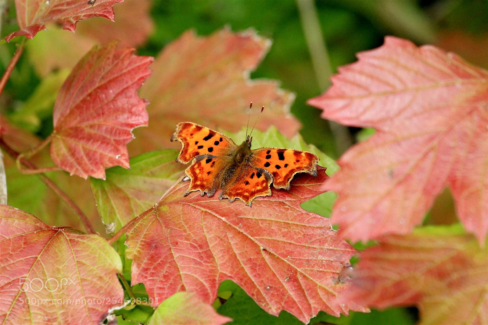 Canon EOS 1100D (EOS Rebel T3 / EOS Kiss X50) sample photo. Comma butterfly on sycamore photography