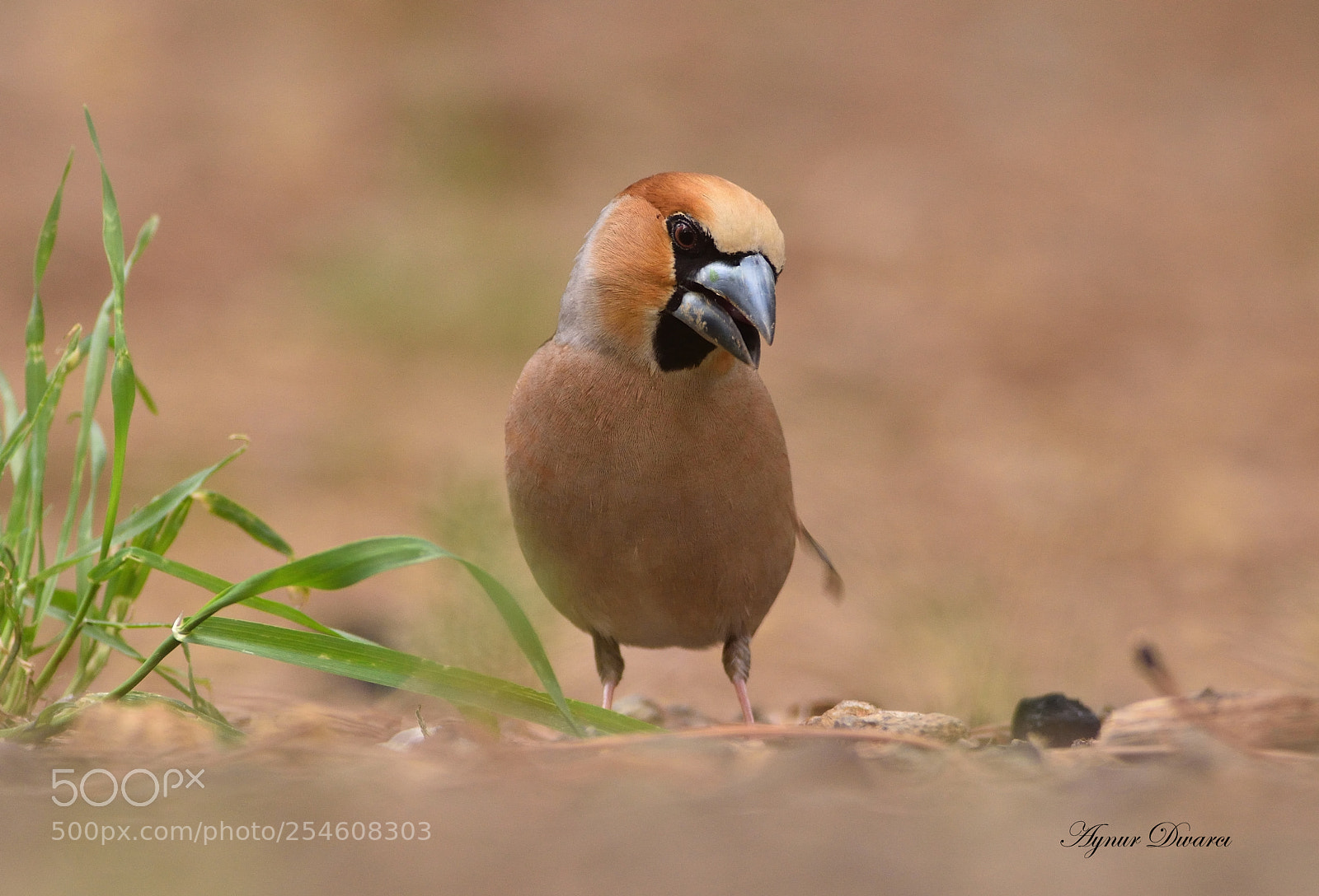 Nikon D7200 sample photo. Hawfinch - coccothraustes coccothraustes photography