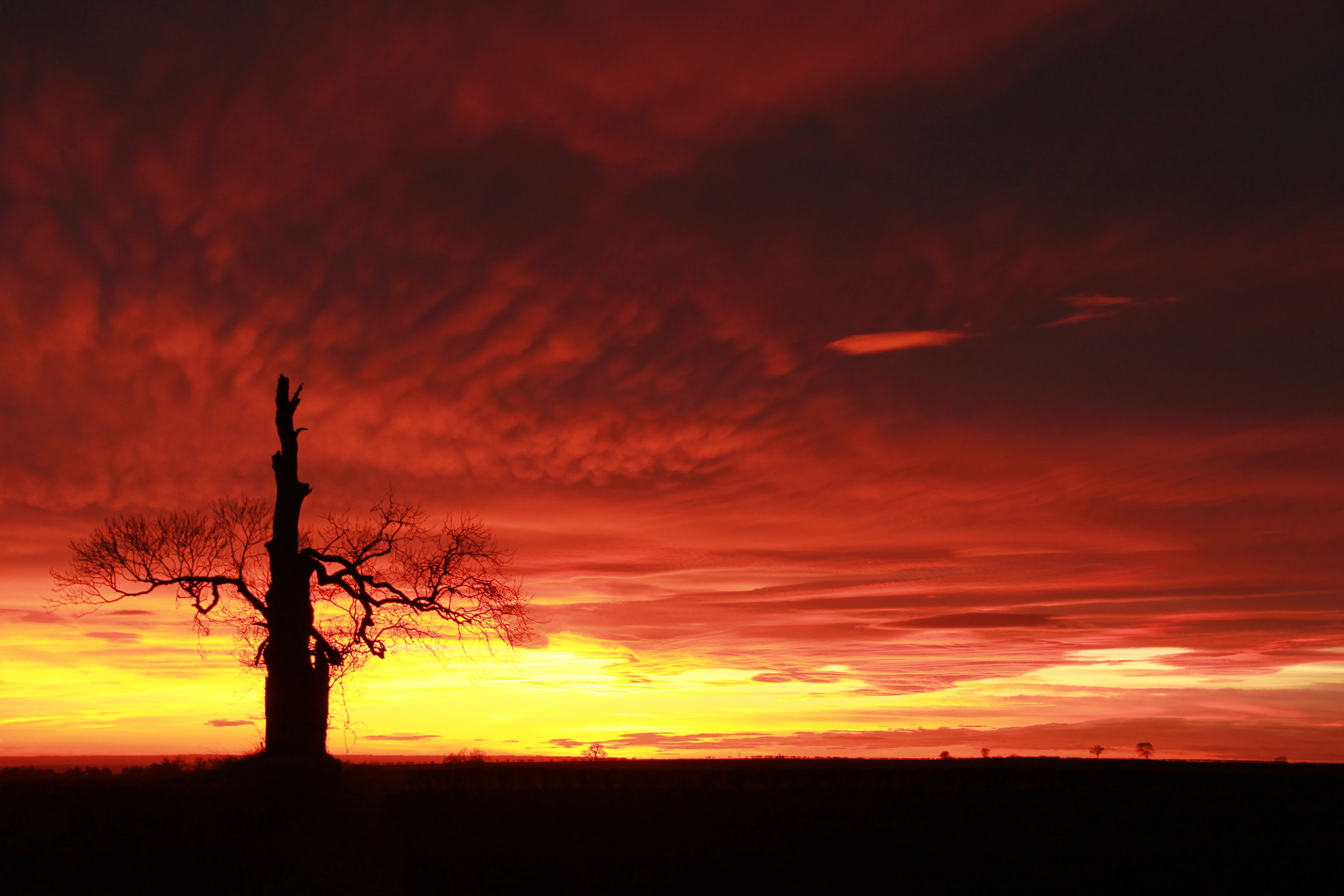 Canon EF-S 18-135mm F3.5-5.6 IS sample photo. Two trees at sunset photography