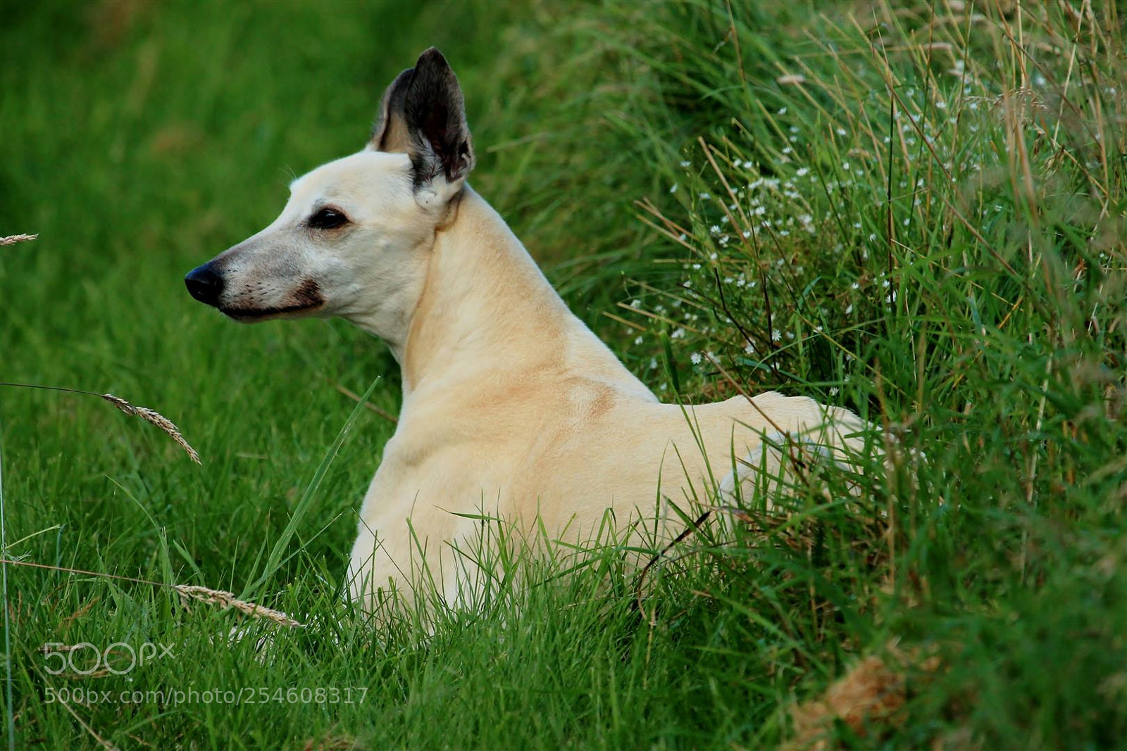 Canon EOS 1100D (EOS Rebel T3 / EOS Kiss X50) sample photo. My old girl misty photography