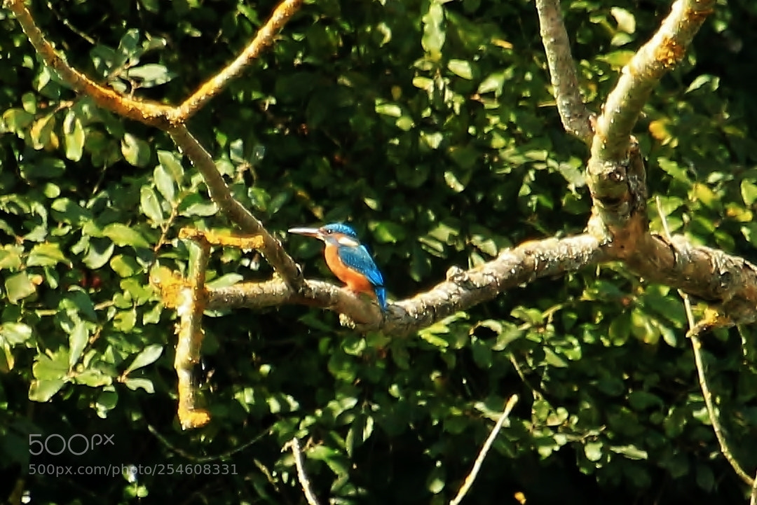 Canon EOS 70D sample photo. Untitled photography
