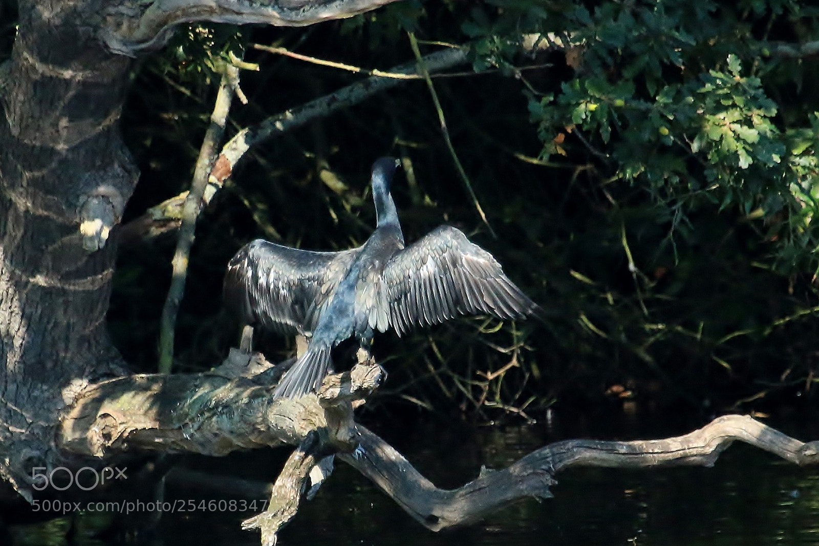 Canon EOS 70D sample photo. Cormorant drying off photography