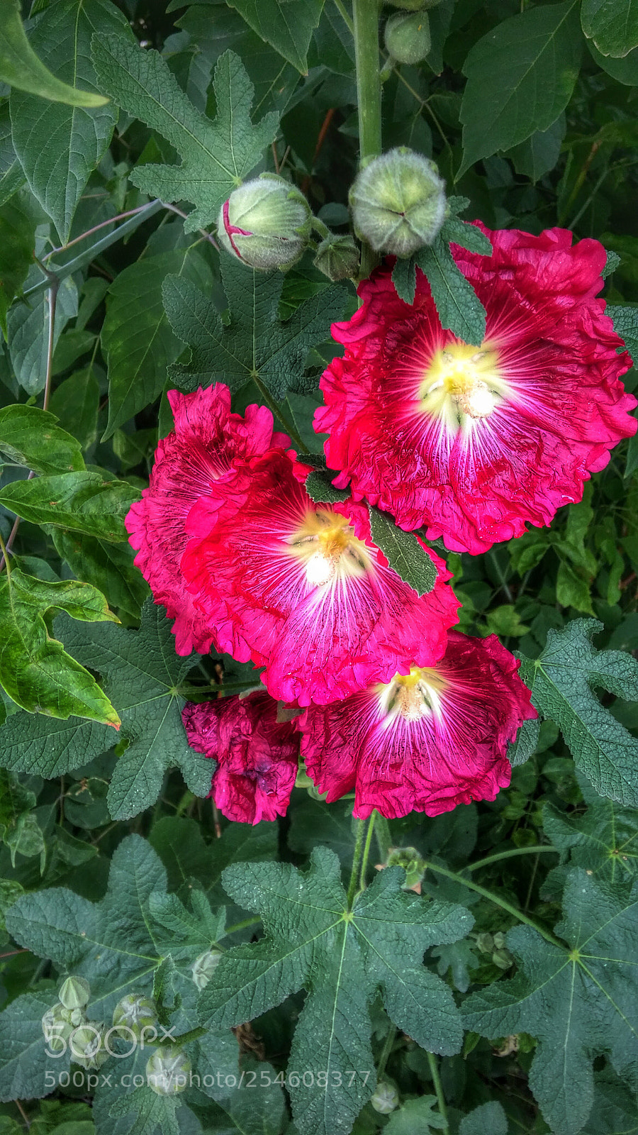 LG G3 sample photo. Untitled photography