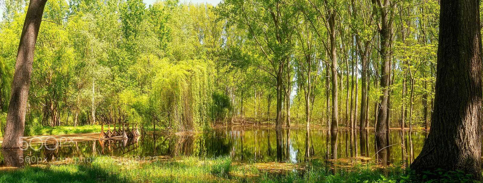 Nikon D800 sample photo. Magic forest photography