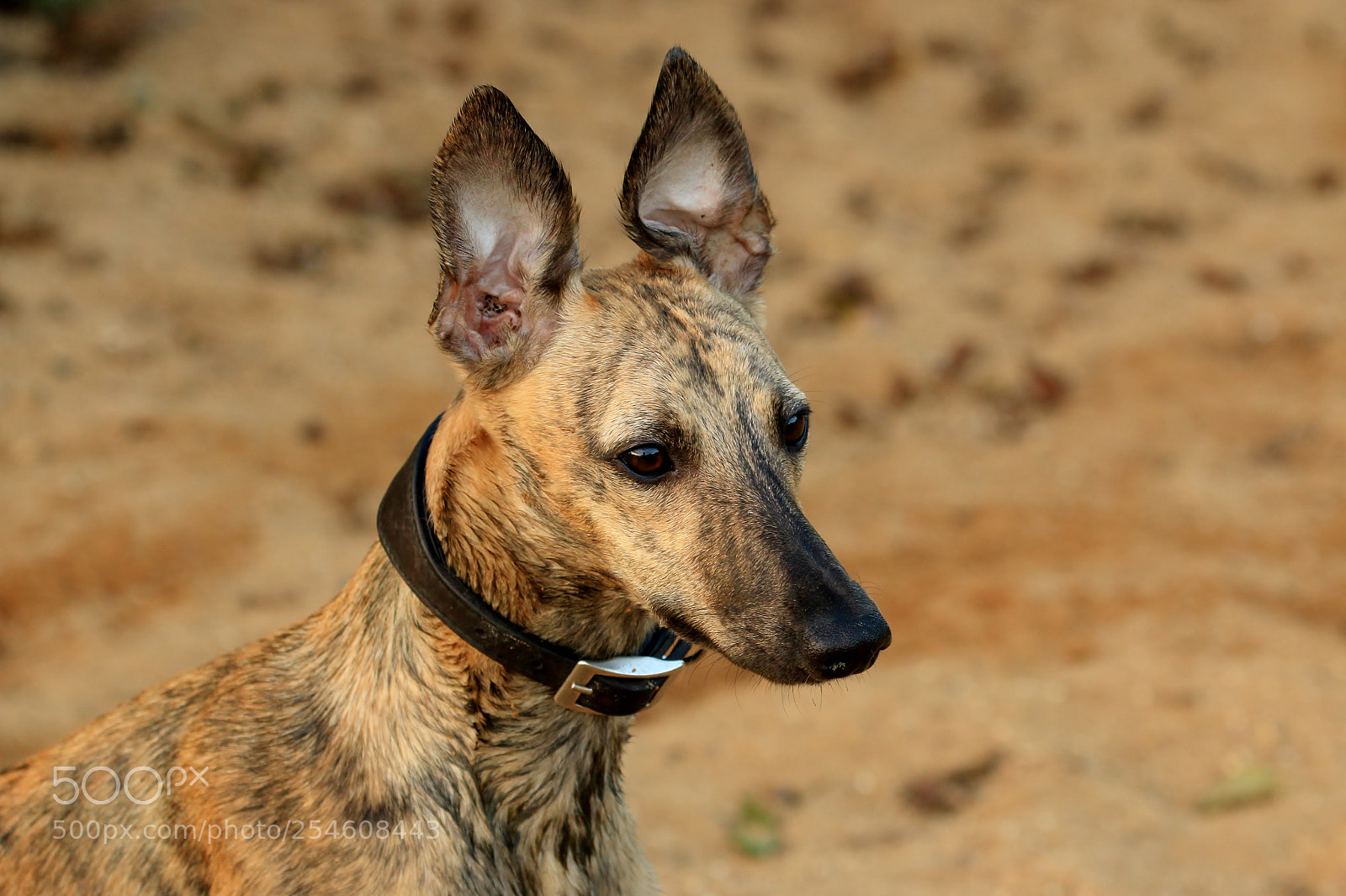 Canon EOS 70D sample photo. Mia looking innocent photography
