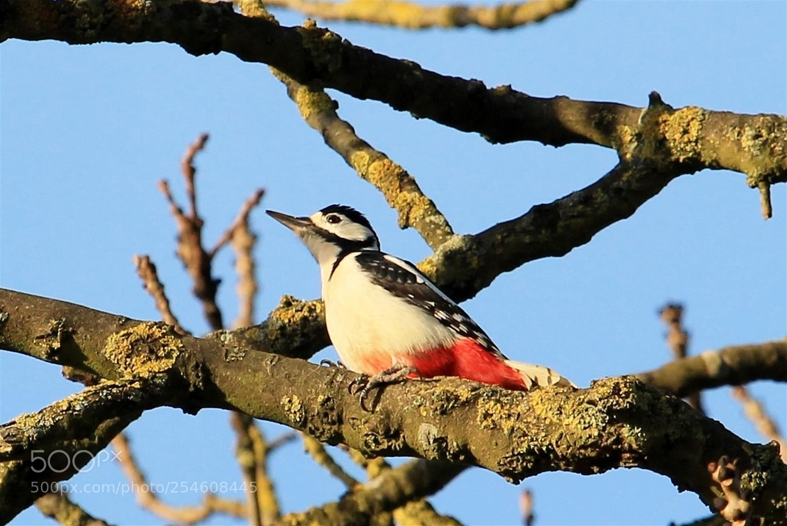 Canon EOS 1100D (EOS Rebel T3 / EOS Kiss X50) sample photo. Greater spotted woodpecker photography
