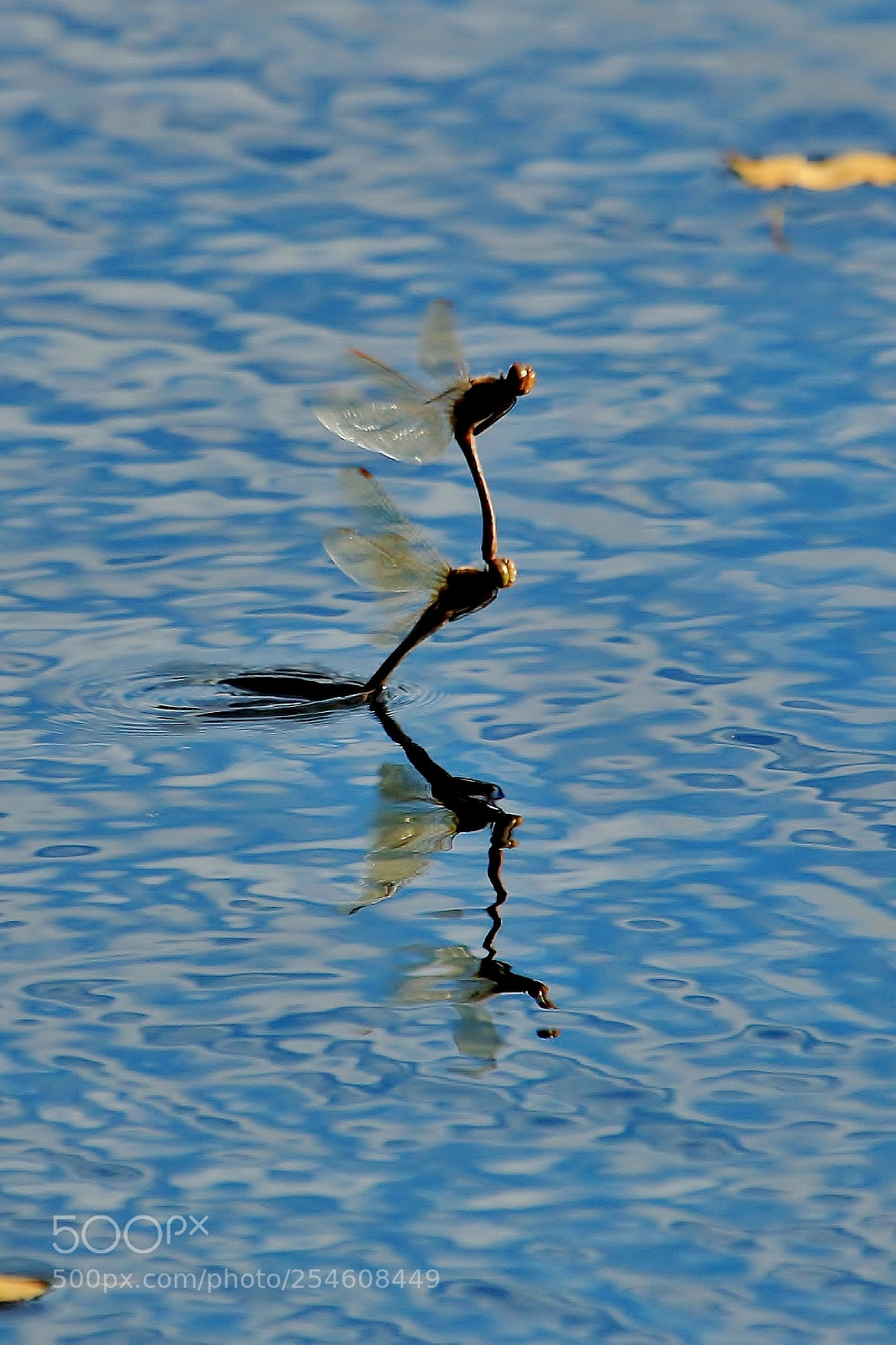 Canon EOS 70D sample photo. Dragonflys getting the hang photography