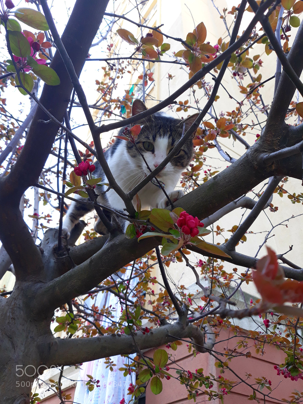 Samsung Galaxy J5 sample photo. Cat photography