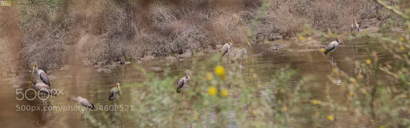 Canon EOS 70D sample photo. Storks and white stork photography