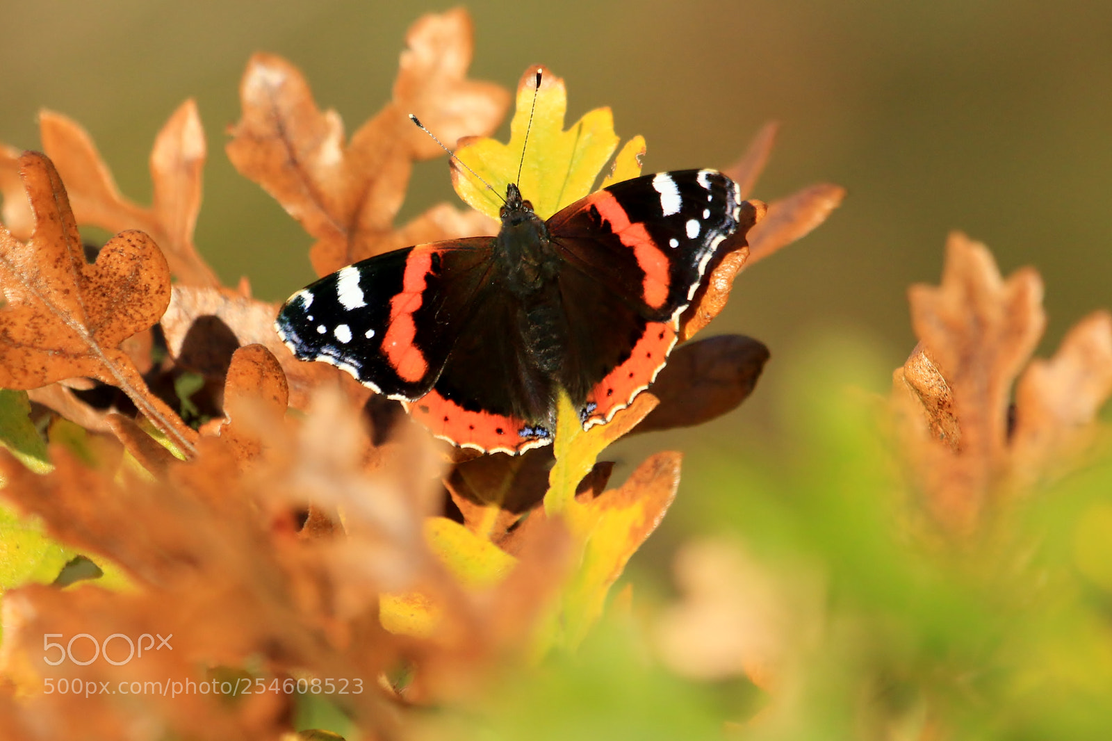 Canon EOS 70D sample photo. Red admiral taken on photography