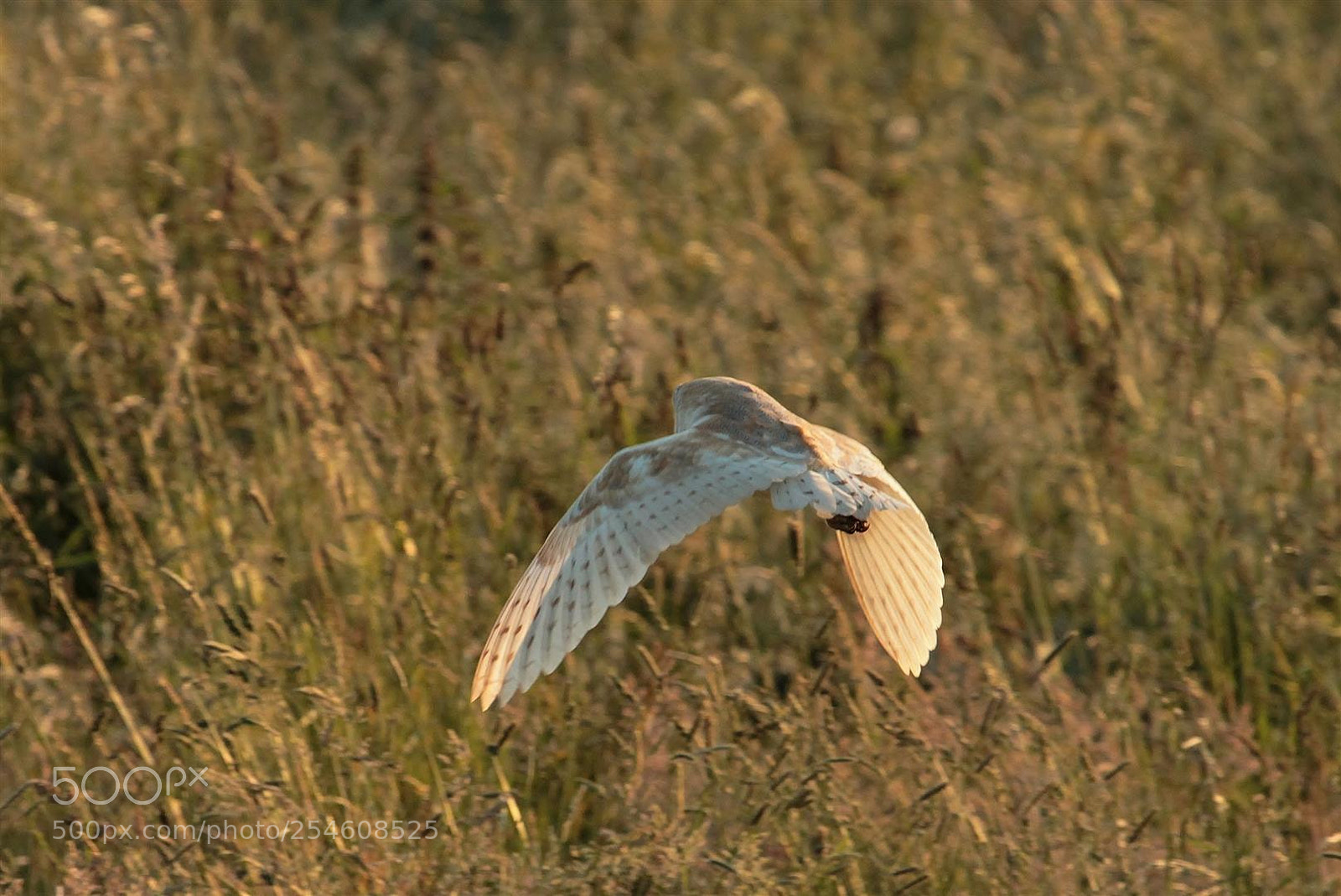 Canon EOS 1100D (EOS Rebel T3 / EOS Kiss X50) sample photo. Barn owl out for photography