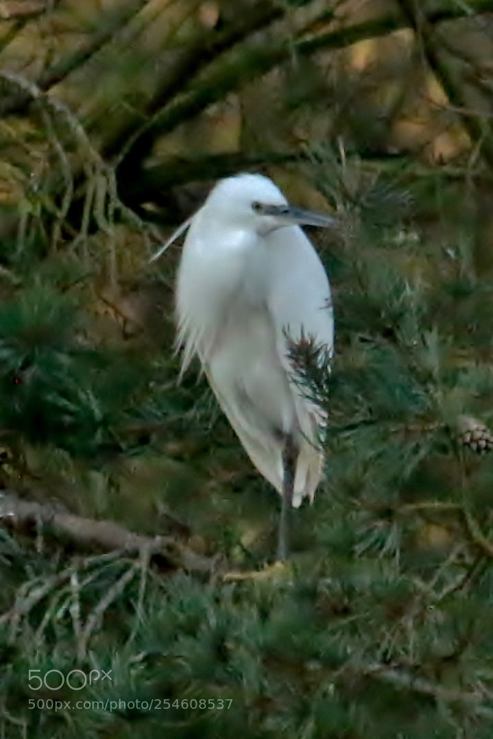 Canon EOS 70D sample photo. Little egret looking cool photography