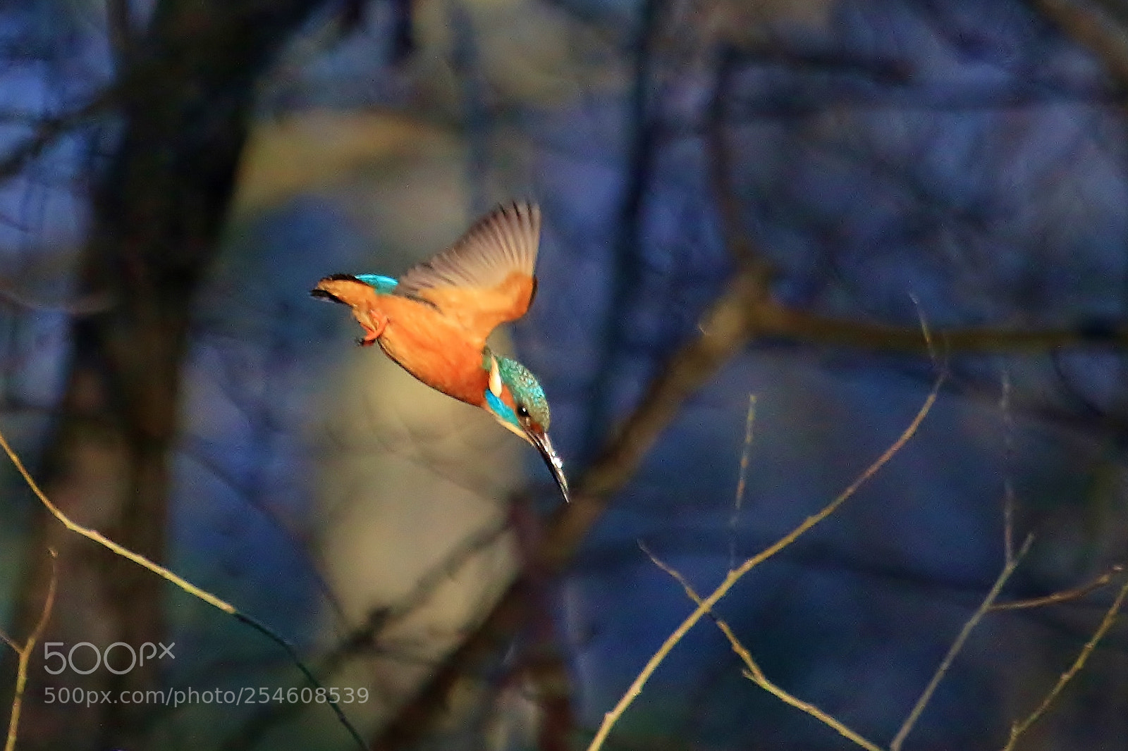Canon EOS 70D sample photo. Kingfisher doing its thing photography