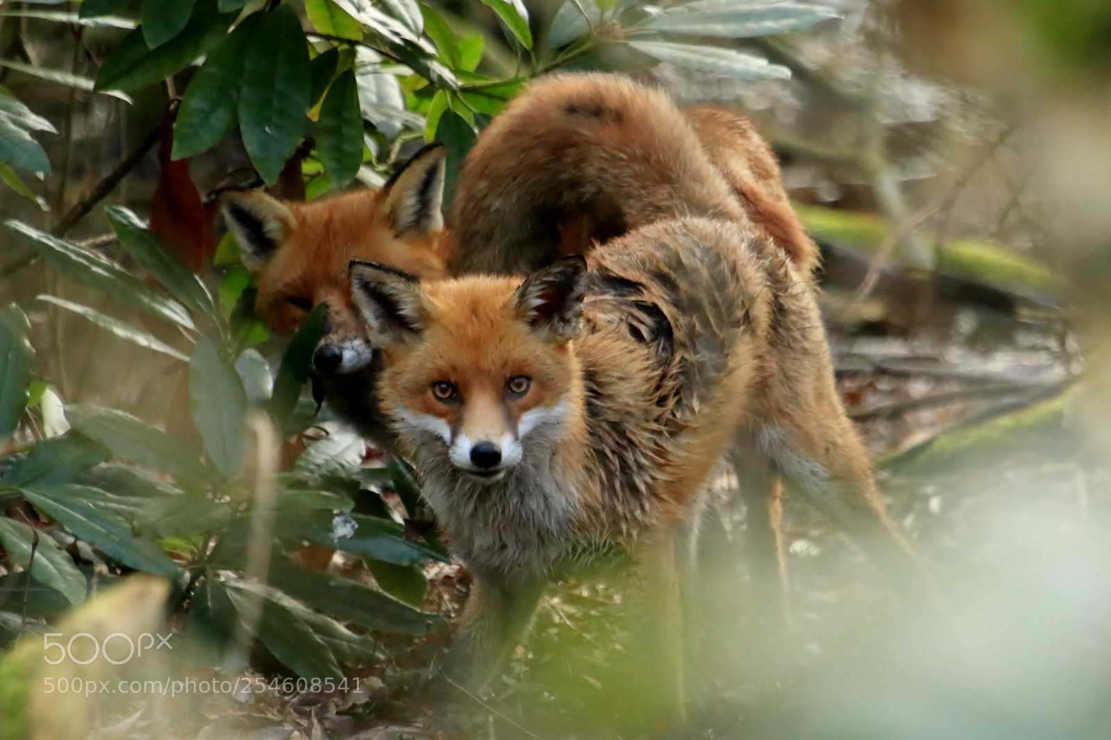 Canon EOS 70D sample photo. Pair of fox's getting photography