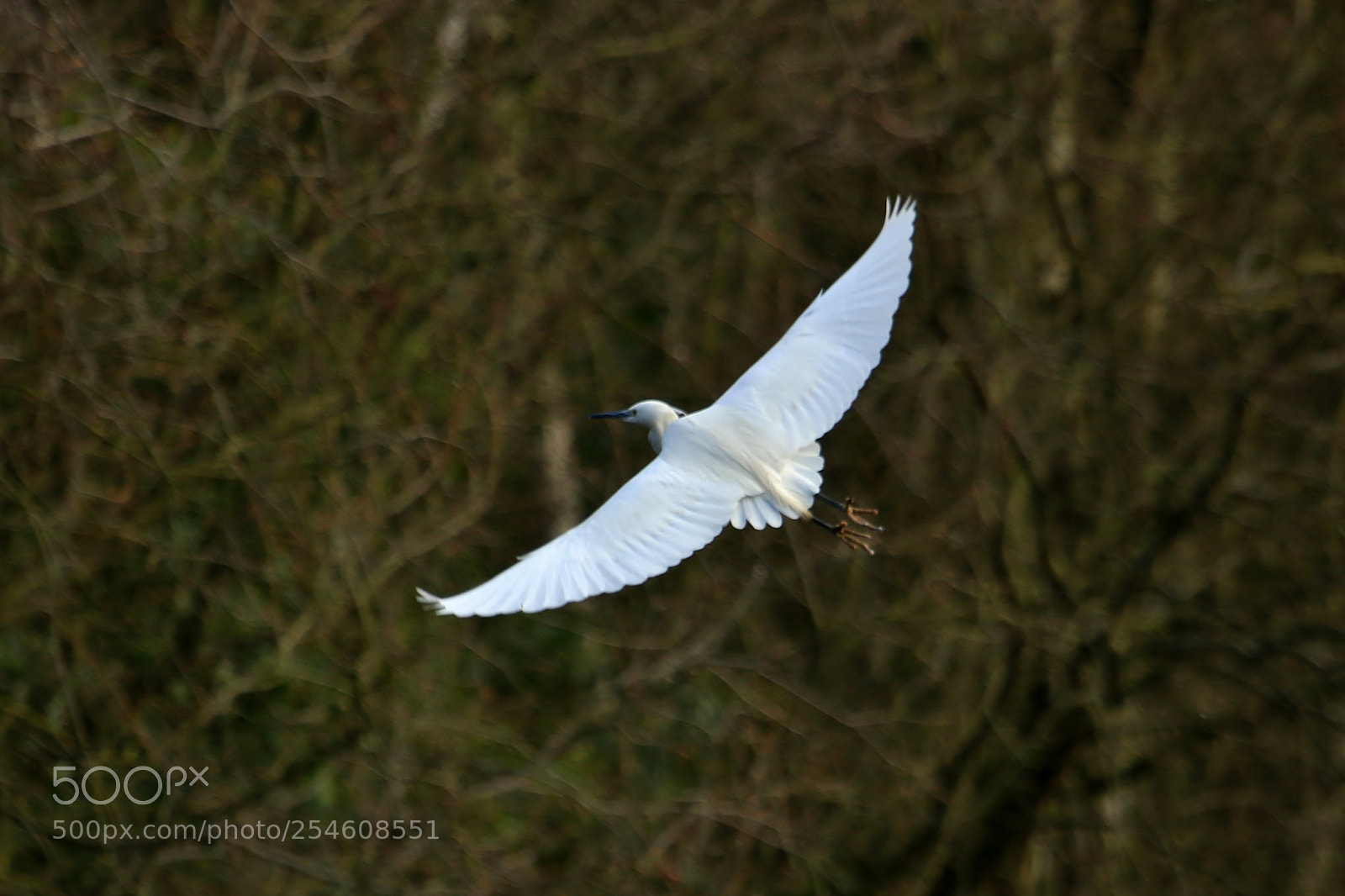 Canon EOS 70D sample photo. Little egret photography