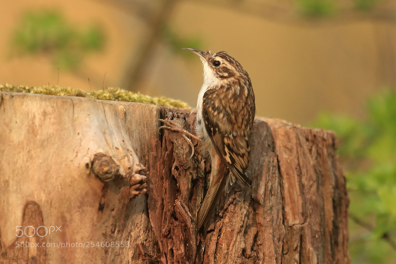 Canon EOS 70D sample photo. Tree creeper photography