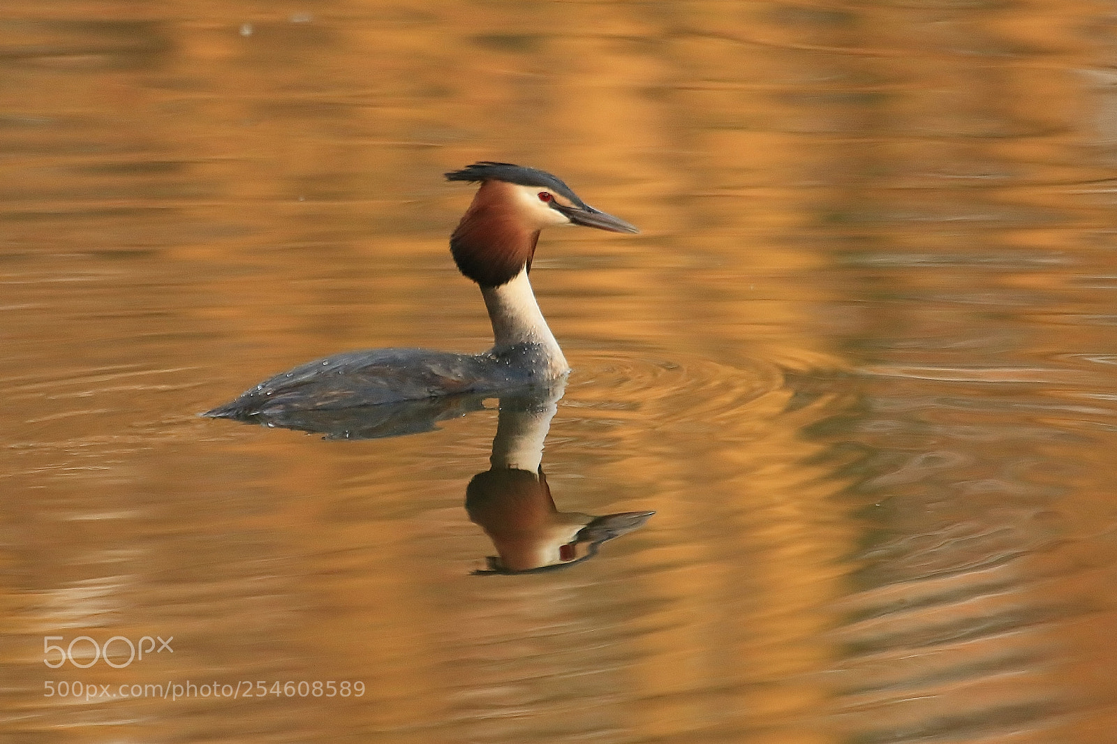 Canon EOS 70D sample photo. Great crested grebe photography