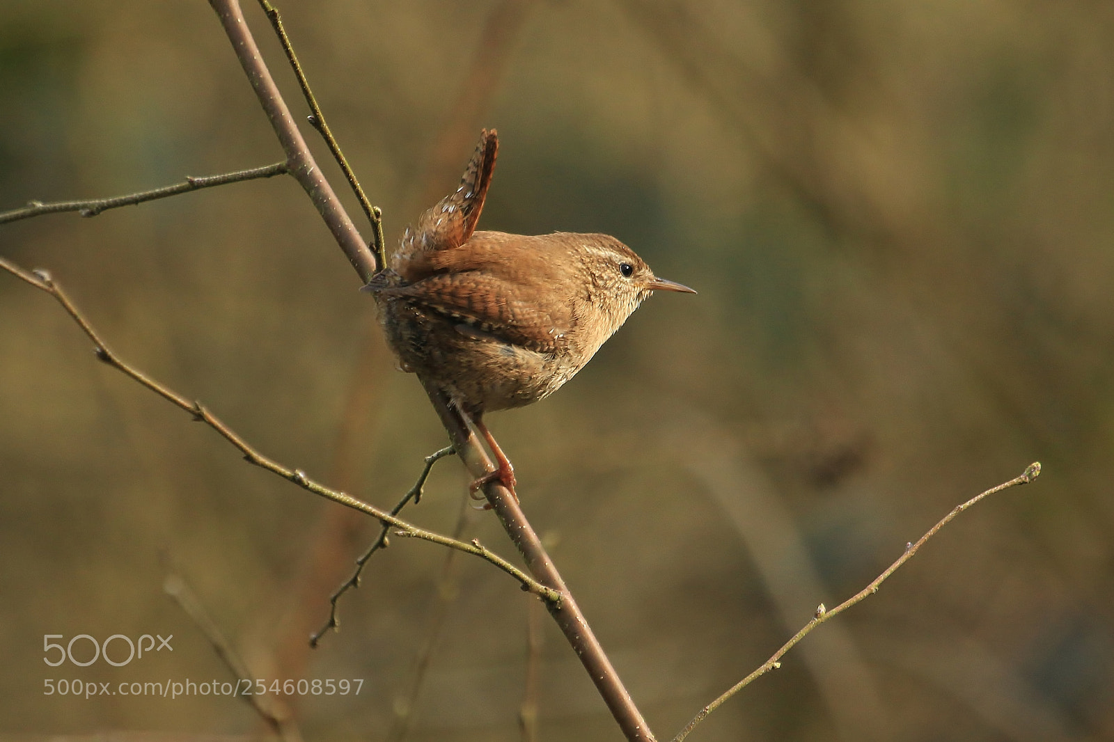 Canon EOS 70D sample photo. Wren that can photography