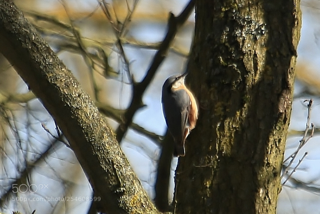 Canon EOS 70D sample photo. Nuthatch photography
