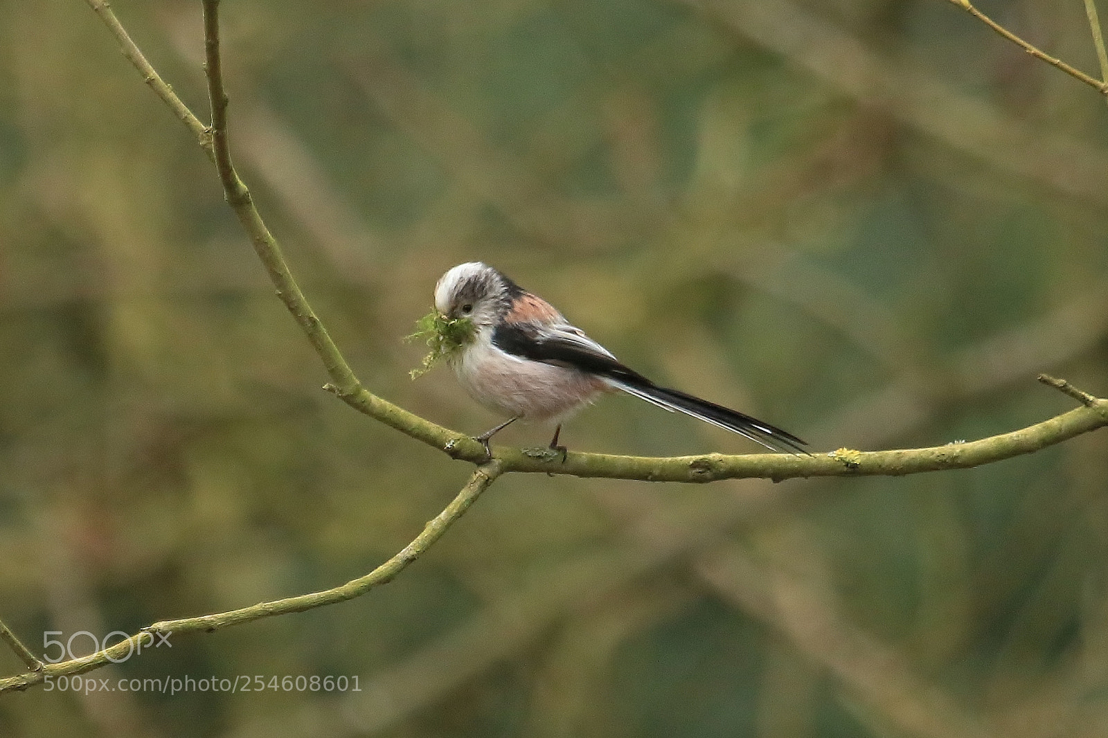 Canon EOS 70D sample photo. Long tailed tit photography