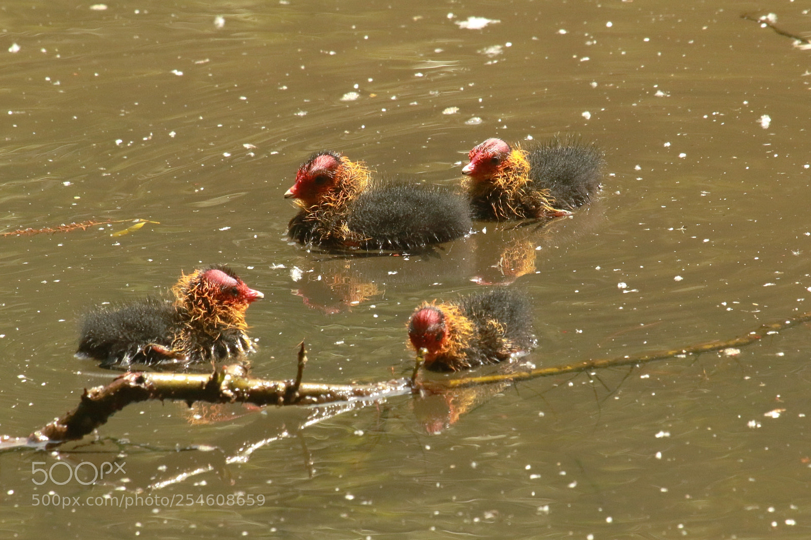 Canon EOS 70D sample photo. Ugly bugs photography