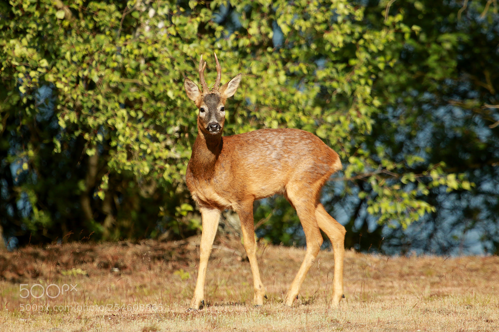 Canon EOS 70D sample photo. Roebuck photography