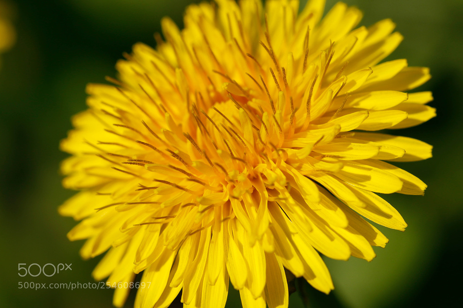 Canon EOS 70D sample photo. Löwenzahn-blüte photography