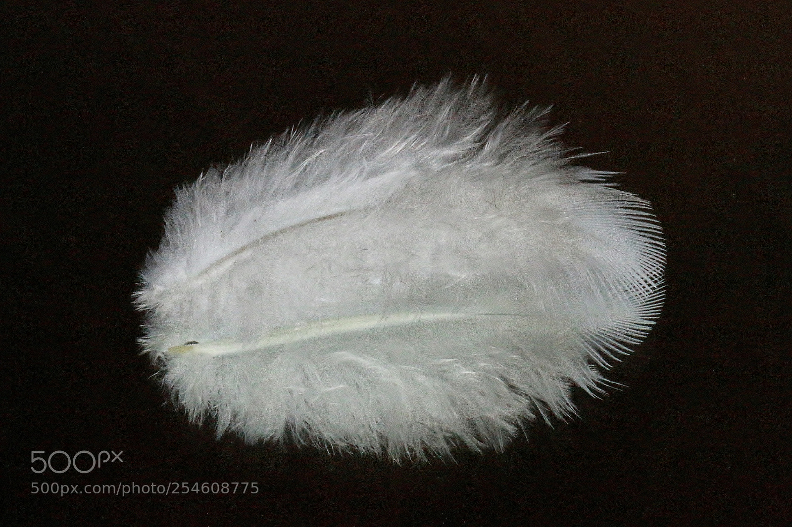 Canon EOS 70D sample photo. Feather on a mirror photography