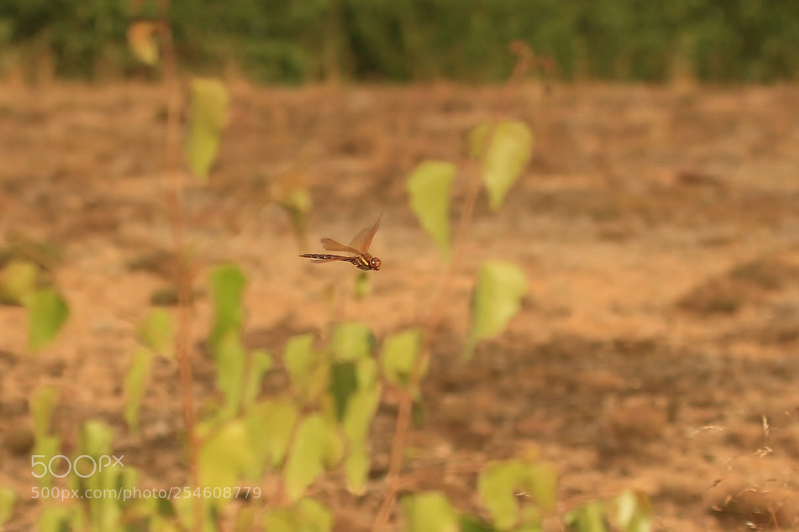 Canon EOS 70D sample photo. Untitled photography