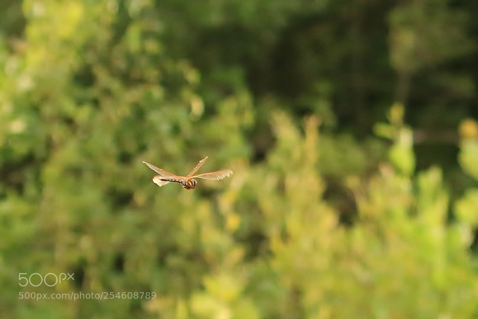Canon EOS 70D sample photo. Untitled photography