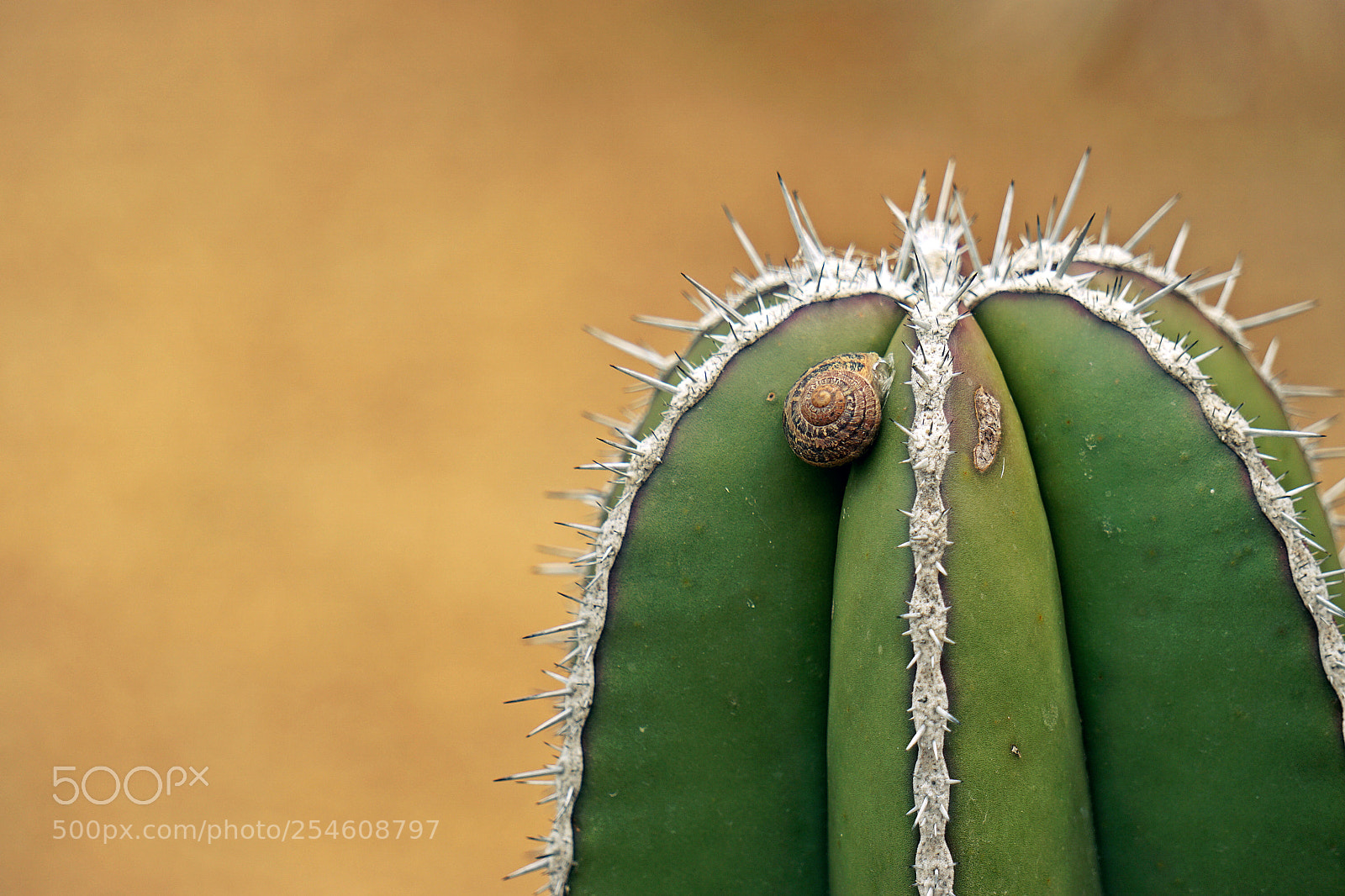 Sony a6000 sample photo. Snailing... a cacti photography