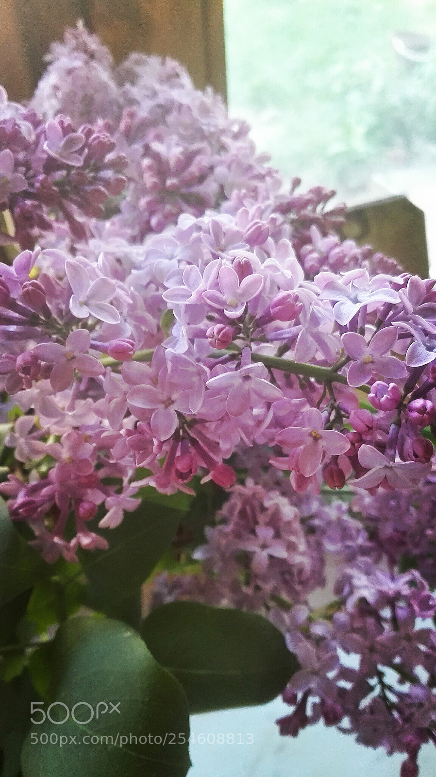 HUAWEI P8 Lite sample photo. Untitled photography