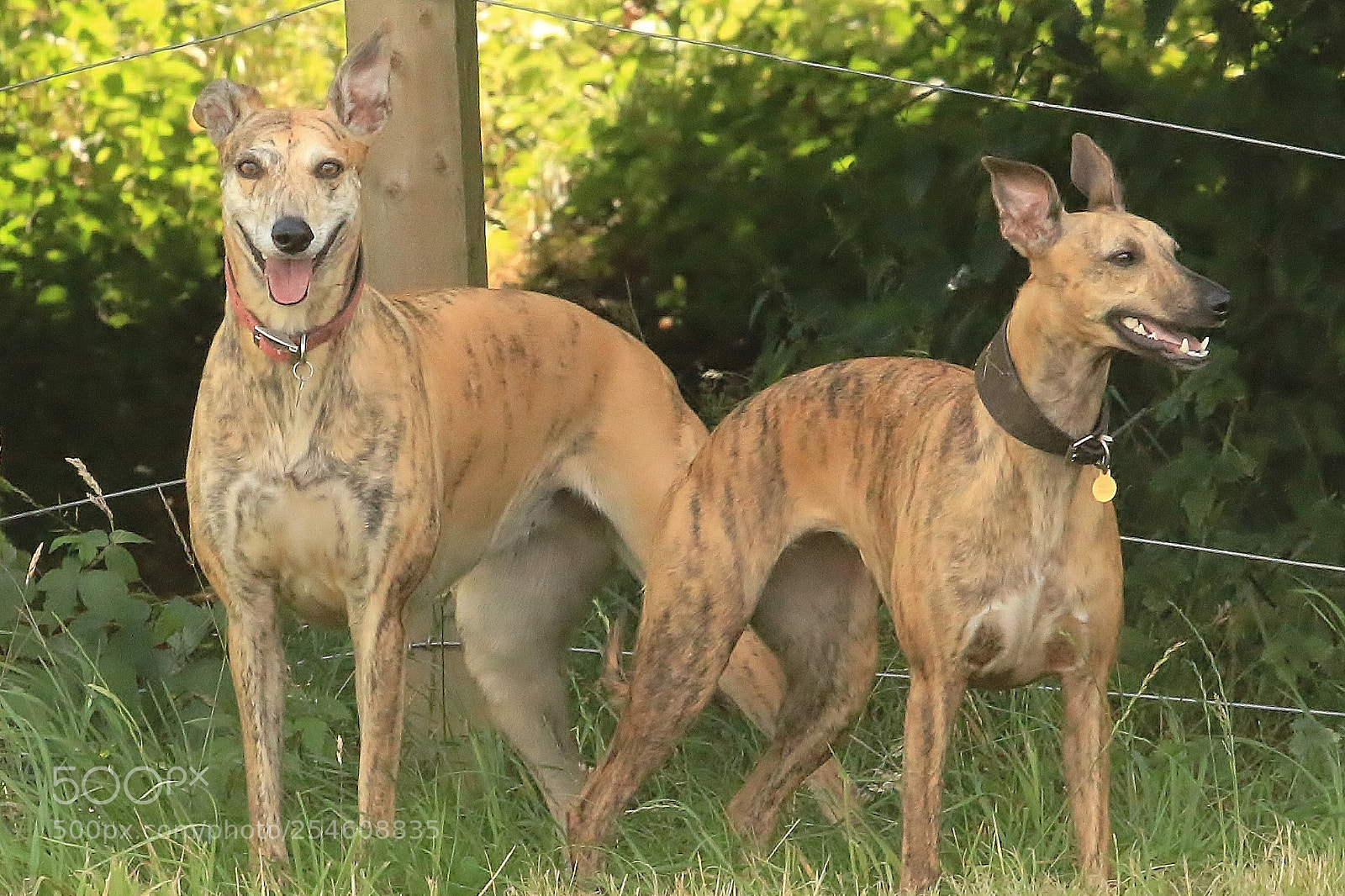 Canon EOS 70D sample photo. Meet my girls photography
