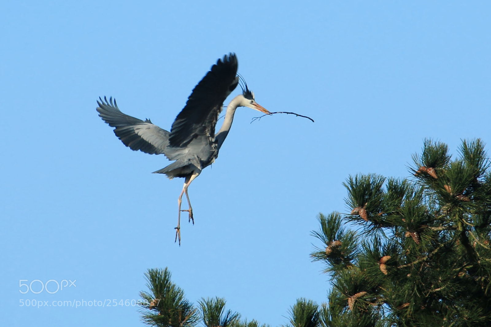 Canon EOS 70D sample photo. Crouching tiger, prancing heron photography