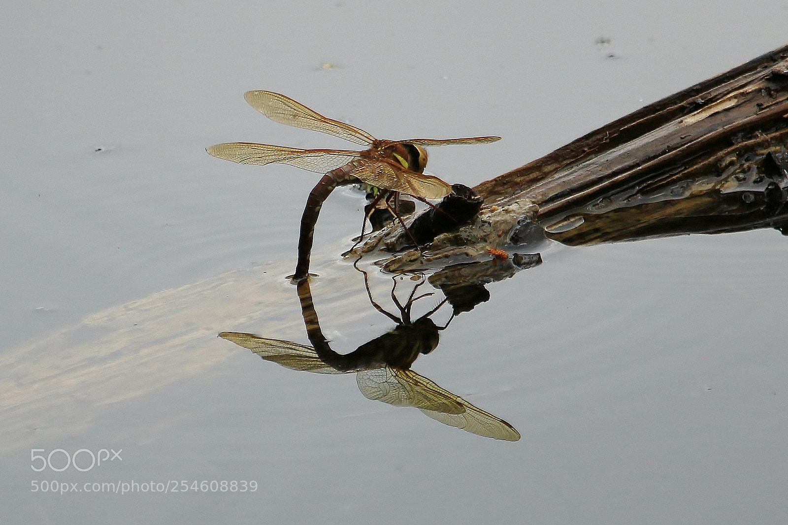 Canon EOS 70D sample photo. Untitled photography
